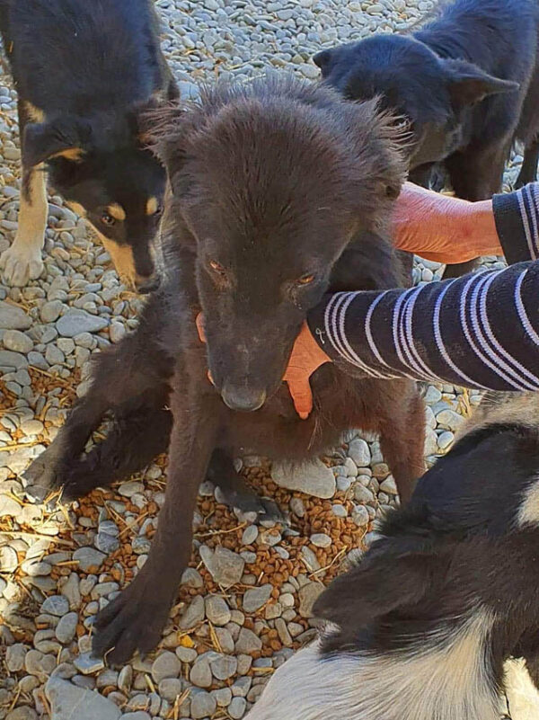 FREYA - reserviert Tierhilfe Lebenswert DR - vermittelt – Bild 4