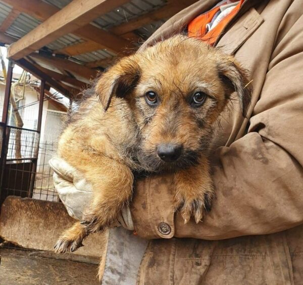 CONNY - reserviert 4animals - vermittelt