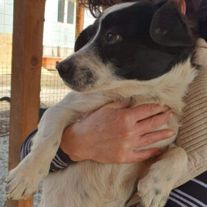 NALA - reserviert 4animals - vermittelt