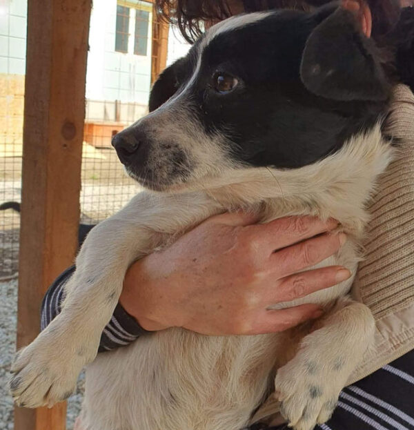 NALA - reserviert 4animals - vermittelt