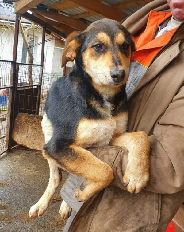 CINDERELLA - reserviert 4animals - vermittelt