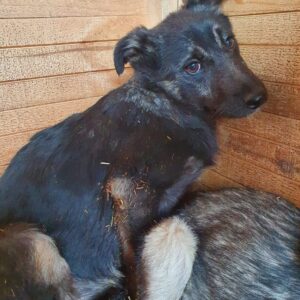 LUNA - reserviert NadineH - vermittelt