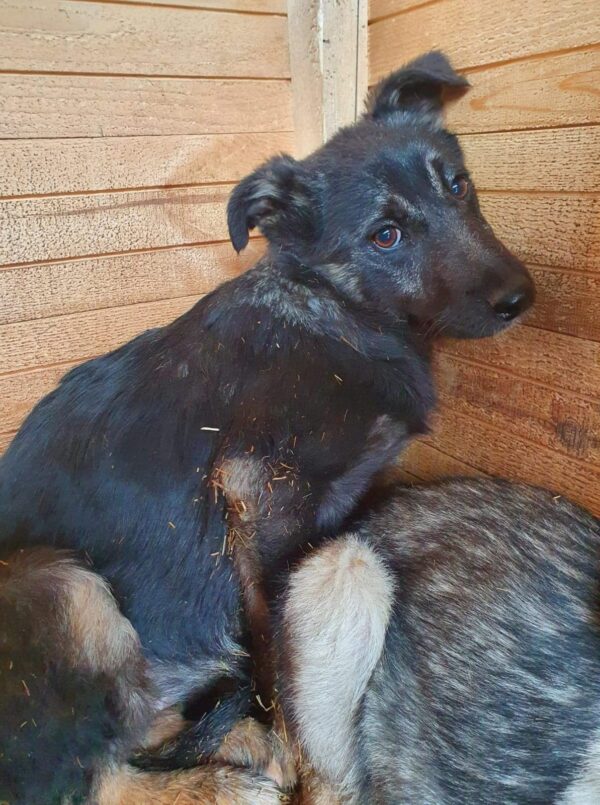 LUNA - reserviert NadineH - vermittelt