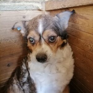 MURMEL- reserviert MfTL (Silke) - vermittelt