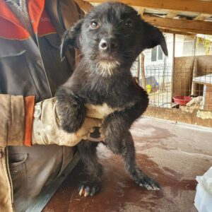 JIMMY - reserviert PVA - vermittelt