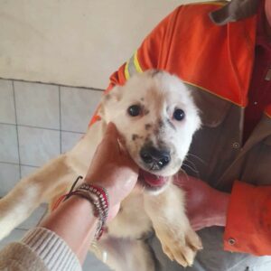 FRED - reserviert Hundescheune Fläming - vermittelt