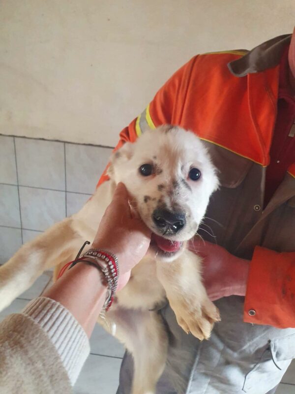 FRED - reserviert Hundescheune Fläming - vermittelt