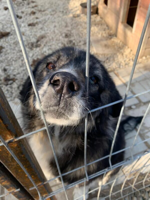 TRUFFO - reserviert Tierhilfe Lebenswert DR - vermittelt