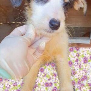 MOZART - reserviert Second Chance Dogs - vermittelt