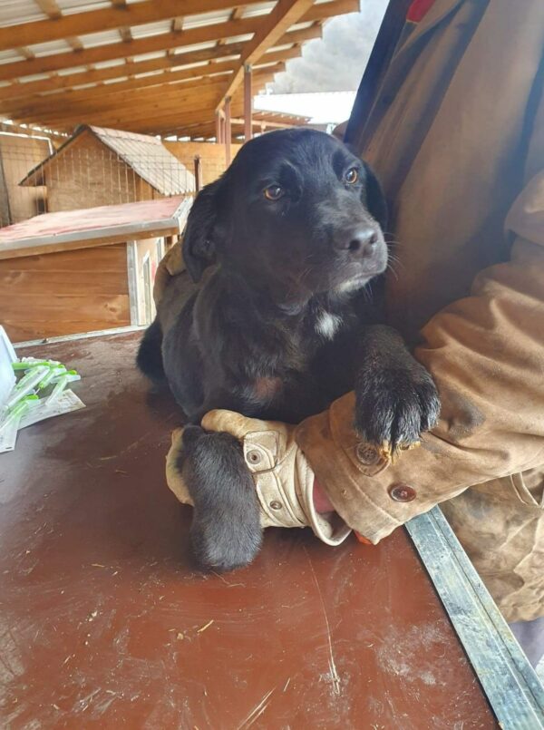 KARLSSON - reserviert 4animals - vermittelt