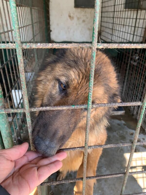 SHEYLA - reserviert 4animals - vermittelt
