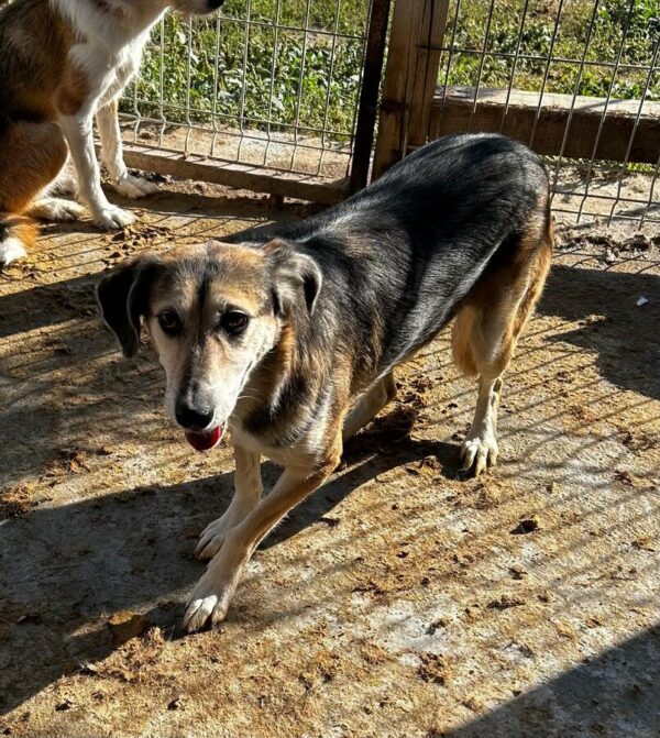 LILLY (♀) – Bild 4