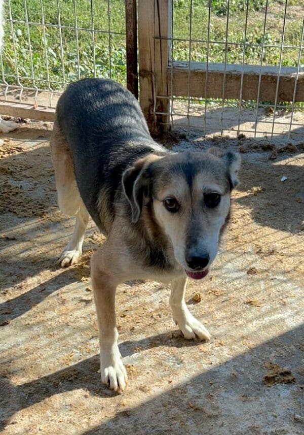 LILLY (♀) – Bild 9