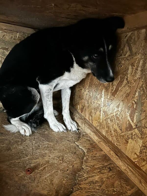 SAMI (♂) – Bild 4
