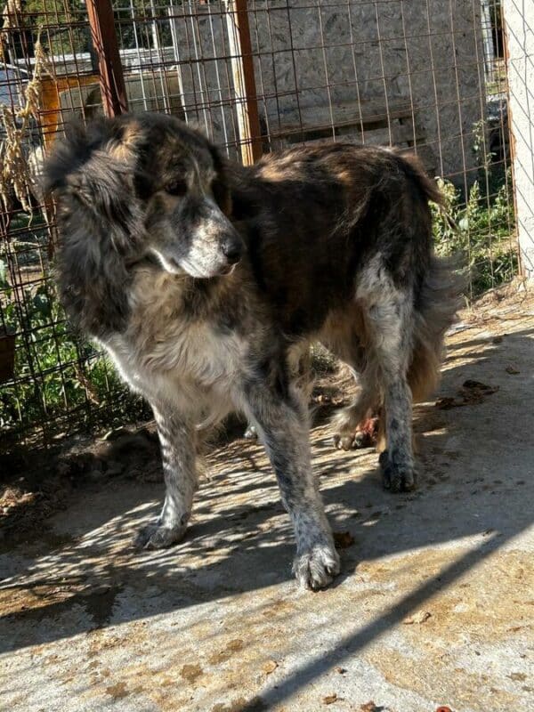 PIMBOLI (♂) – Bild 4