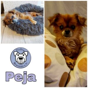Peja - Gnadenplatzhund seit dem 30.10.2020 - RBB 16.06.2023