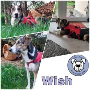 WISH - Gnadenplatzhund seit dem 01.06.2020