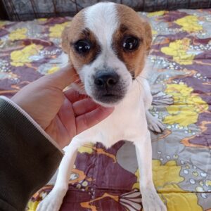 JOSEFINE - reserviert TINO - vermittelt