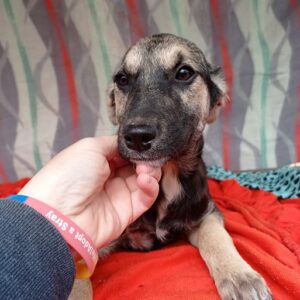 LENJA - auf Pflegestelle in PLZ 4 *vermittelt*