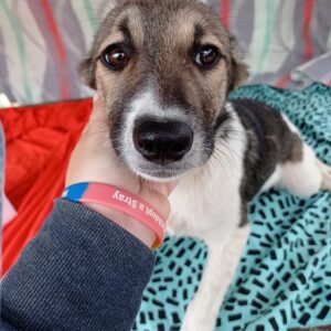 JOY - auf Pflegestelle in PLZ 1 - vermittelt