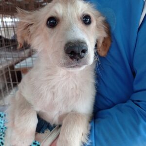 PIWI - reserviert Hundeschuene Fläming - vermittelt