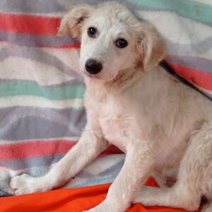 SADI - reserviert Hundescheune Fläming - vermittelt