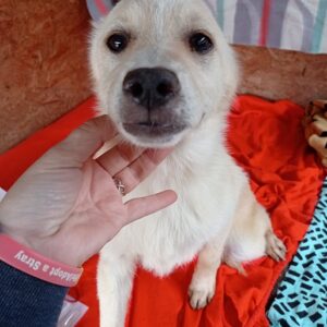 SOOKIE - auf Pflegestelle in PLZ 2 - vermittelt
