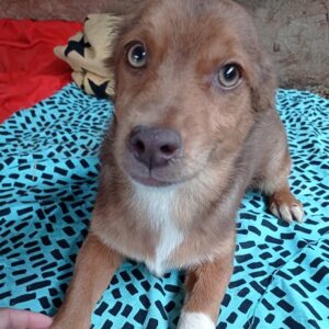 ULI - reserviert 4animals - vermittelt