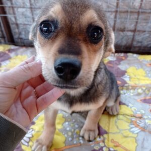 PEBBLES - reserviert Nadine H. - vermittelt