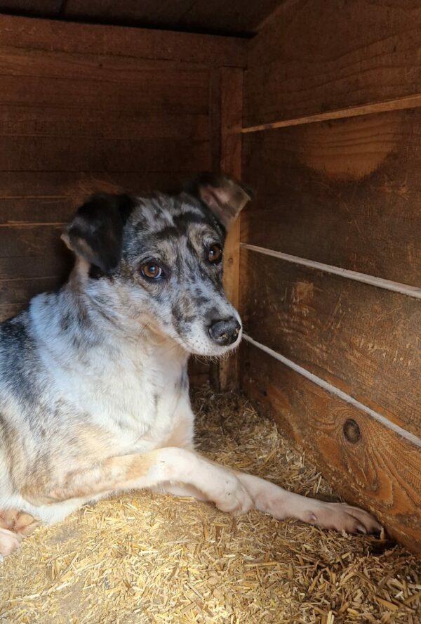 JACKSON - vermisst 11/24 – Bild 5