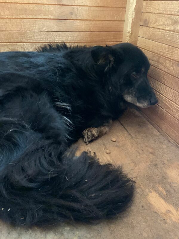 OLLIE - auf PDR PS im PLZ Bezirk 71 – Bild 2