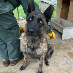 TIGER - reserviert Malinoishilfe Bayern vermittelt