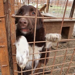 FOXY - reserviert Lorraine - vermittelt