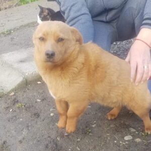 IRMIE - reserviert 4animals - vermittelt