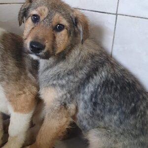 BENITA - reserviert Betty - vermittelt