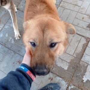 BASTI - reserviert 4animals - vermittelt