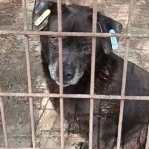 ALFREDO - reserviert 4animals - vermittelt