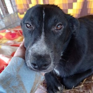 RÜDIGER - reserviert Hundescheune Fläming - vermittelt