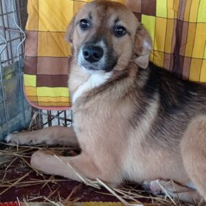 FELICE - reserviert Lorraine - vermittelt