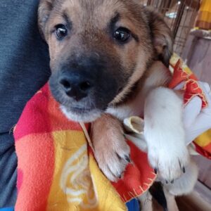 TABBY - auf Pflegestelle in PLZ 7 *vermittelt*