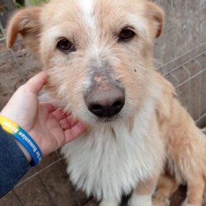 STROLCH - reserviert 4animals - vermittelt