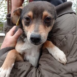 LESSA - reserviert Hundescheune Fläming - vermittelt