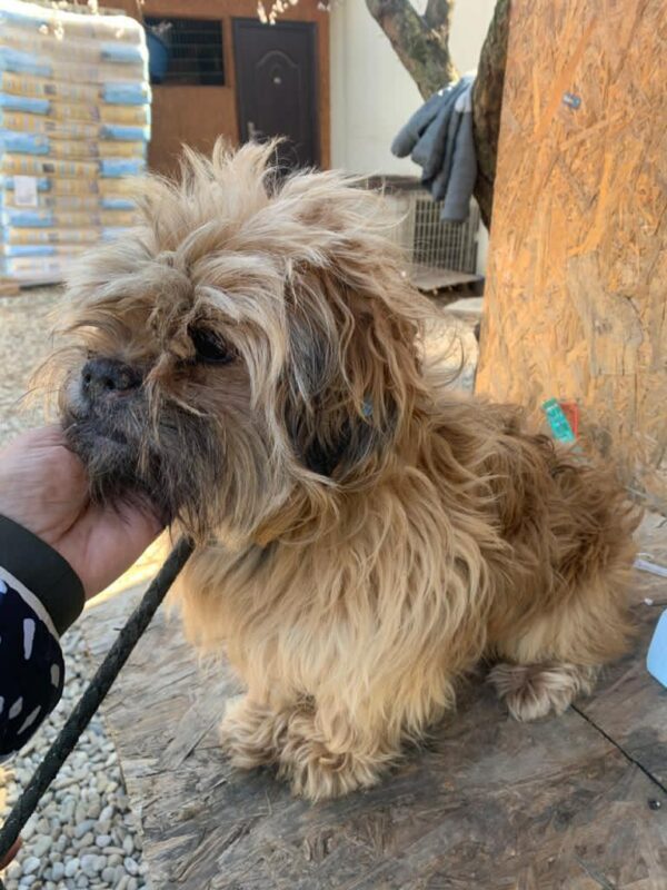 CHEWIE - reserviert 4animals - vermittelt – Bild 2