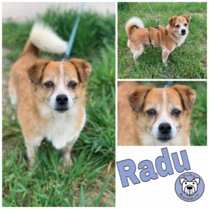 Radu - Gnadenplatzhund seit dem 21.10.2021