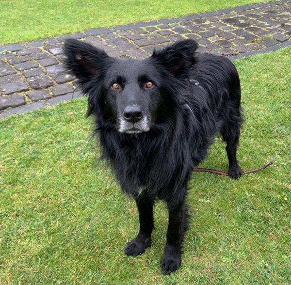 Percy in 56727 Mayen *vermittelt* – Bild 12
