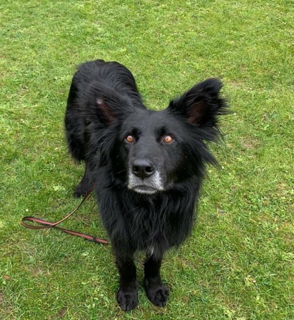 Percy in 56727 Mayen *vermittelt* – Bild 14