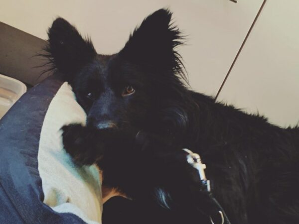 Percy in 56727 Mayen *vermittelt* – Bild 3