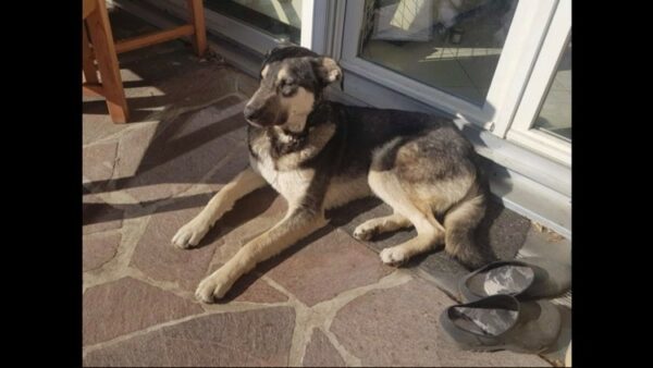 Fineas in 86685 Gosheim - vermittelt – Bild 8
