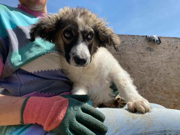 CRUSOE - auf Pflegestelle in PLZ 2 - vermittelt