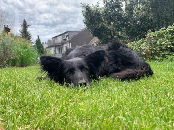 Percy in 56727 Mayen *vermittelt* – Bild 11
